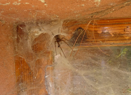 Tegenaria sp.